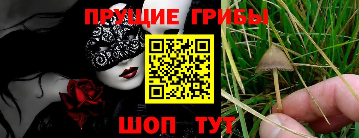 Галлюциногенные грибы Psilocybine cubensis  Вход с VPN  Псилоцибиновые грибы Psilocybine cubensis  Бахчисарай 
